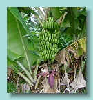 Bora Bora Bananas
